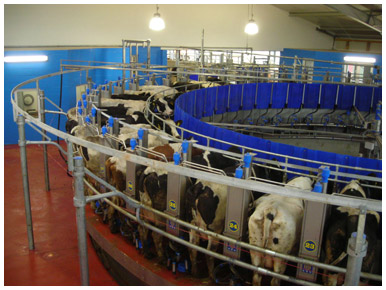 steenwijk dairy